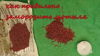 Что я делаю с мотылём после рыбалки. Как правильно заморозить мотыля