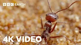 Antlion Cone Death Trap | 4K UHD | The Hunt | BBC Earth