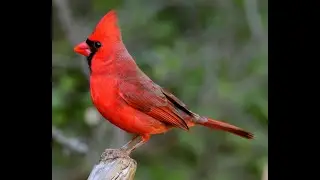 Beautiful Cardinal in the winter