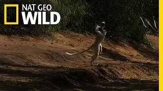 Leaping Lemurs | Animal Dance Battles