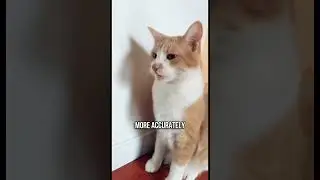 3 Weird Cat Behaviors 😼