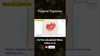 Human Digestive System | Physical Digestion | Process of Digestion | Science