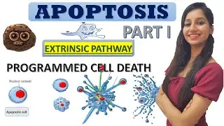 Apoptosis -Programmed Cell Death|Cell Death|Cancer Biology|Cell Biology|CSIRNET|GATE|IITJAM|DBT|ICMR