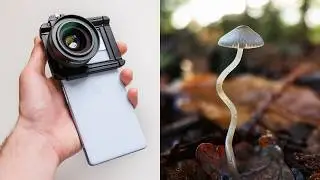 Macro Photography With A Mobile Phone (Apexel Macro Lens Review)