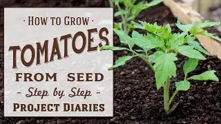 ★ How to: Grow Tomatoes from Seed (A Complete Step by Step Guide)