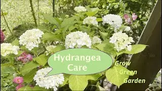 How to get more flowers from Hydrangea Plant