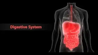 Episode 266 - How to Boost Your Digestive Health