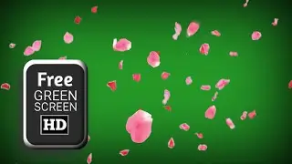 Green screen rose petals falling video effects | petals falling green screen |green screen pink rose