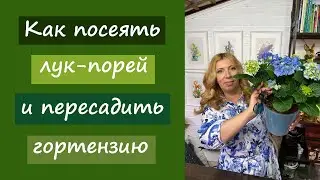 Как посеять лук-порей и пересадить гортензию