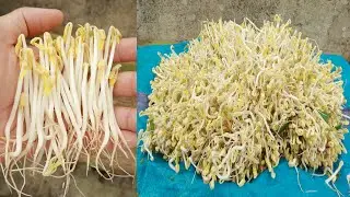 Secret for housewives to make bean sprouts at home quickly, easily and fresh