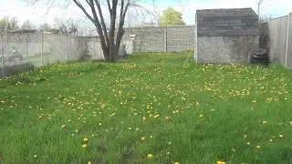 how to remove dandelions without using pesticides or making holes