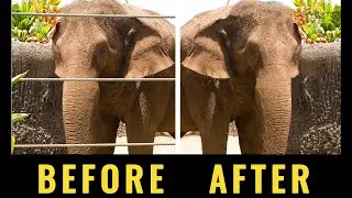 How to Easily Master the Clone Stamp Tool in Photoshop