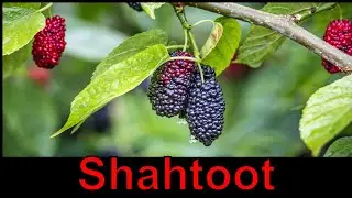 Black mulberry tree video | shahtoot tree