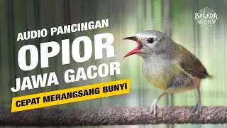 SUARA PANCINGAN OPIOR JAWA GACOR NGEROL