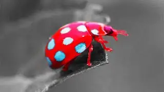 World's Most Beautiful Ladybirds