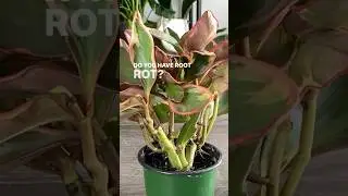 How I Treat for Root Rot