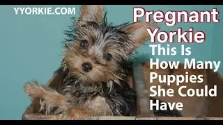 You Won't Believe How Many Puppies Can A Yorkie Have (Must Watch)