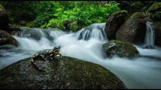 Camping Alone in the Woods Nature ASMR