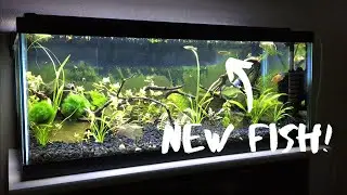 Stocking my 20 gallon fish tank