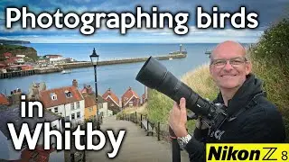 Photographing birds in Whitby with my Nikon Z8 and 180 600mm lens