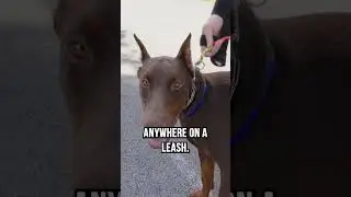 11 Month Old Doberman with Horrible Leash Reactivity