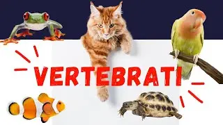 ANIMALI VERTEBRATI - la classificazione dei vertebrati spiegata ai bambini della scuola primaria