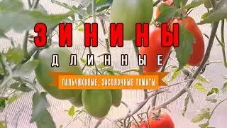 Томат Зинины длинные! Пальчиковые засолочные томаты