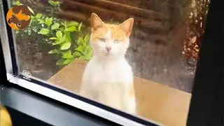 A Fierce Yet Adorable Stray Cat Comes to My Home Ask for Food