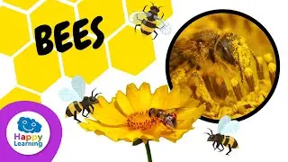 THINGS YOU DIDN'T KNOW ABOUT BEES 🐝 | HAPPY LEARNING 🍯