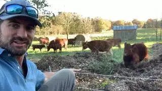 Cows GOING WILD in a leaf pile!!! How we ADD FREE FERTILIZER to our future garden beds.