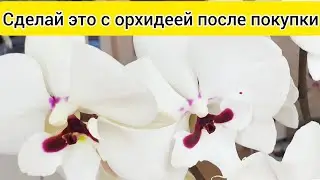 Важный уход за орхидеей после покупки / Обработка орхидеи от вредителей