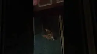 #ukraine