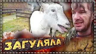 Mating a goat for the first time. \\ Back to the village. \\ A trap has been set.