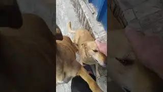 Собачка Зита-Гита.