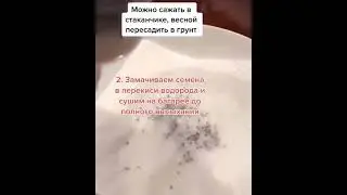 Лaвaндa из ceмян