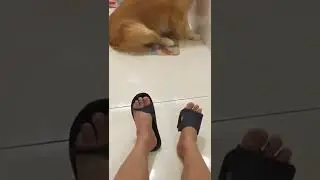 When  Dogs in angry mode !