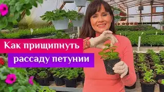 Как прищипнуть рассаду петунии