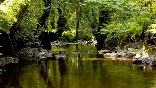 RELAXING BIRDSONG BY THE BEAUTIFUL FOREST STREAM, NATURE SOUNDS