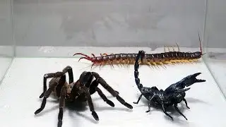 Poison Scorpion Tarantula Centipede