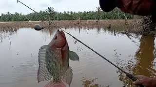 MANCING DI SAWAH PADI ALHAMDULILLAH MASIH DI BERI REZEKI