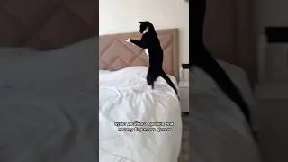 КУЛЬТ ДВОЙНОГО ПРЫЖКА 