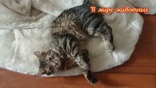 Кузя укладывает Барона спать.
