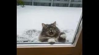 Коты, которые не любят снег, приколы с котами, подборка кошек, которые странно реагируют на снег
