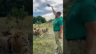 Чему учат в львиной школе. #тайган #олегзубков #lions  #юмор #shortvideo