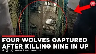 Fourth wolf captured after pack killed nine people in 45 days in UP's Bahraich