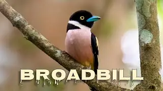 Black-and-yellow broadbill call