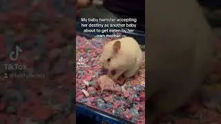 That baby hamster kept saying stop but the mother didn’t listen😭 #babyhamster