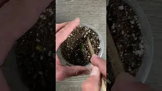 Grow Your ZZ Plant from a Leaf