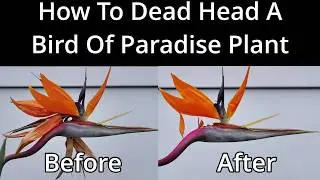 How To Dead Head Your Strelitzia