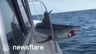 Huge mako shark jumps onto fishing boat